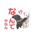 かのんとくぅと時々アリア（個別スタンプ：24）