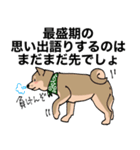 感じの悪い柴犬（個別スタンプ：16）