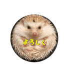 ハリネズミ クルリのスタンプ（個別スタンプ：1）
