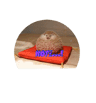 ハリネズミ クルリのスタンプ（個別スタンプ：4）