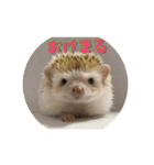 ハリネズミ クルリのスタンプ（個別スタンプ：5）