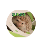 ハリネズミ クルリのスタンプ（個別スタンプ：6）