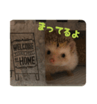 ハリネズミ クルリのスタンプ（個別スタンプ：7）