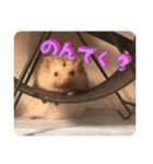 ハリネズミ クルリのスタンプ（個別スタンプ：8）