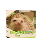 ハリネズミ クルリのスタンプ（個別スタンプ：10）