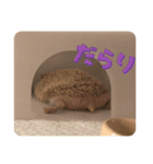 ハリネズミ クルリのスタンプ（個別スタンプ：13）