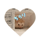 ハリネズミ クルリのスタンプ（個別スタンプ：14）