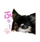 可愛い可愛いチワワちゃん（個別スタンプ：1）
