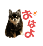 可愛い可愛いチワワちゃん（個別スタンプ：2）