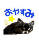 可愛い可愛いチワワちゃん（個別スタンプ：3）