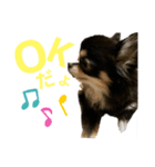 可愛い可愛いチワワちゃん（個別スタンプ：6）