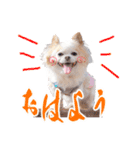 のめしこきチワワ2（個別スタンプ：1）