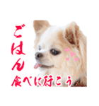 のめしこきチワワ2（個別スタンプ：2）