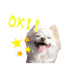 のめしこきチワワ2（個別スタンプ：3）