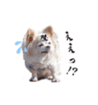 のめしこきチワワ2（個別スタンプ：4）