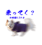 のめしこきチワワ2（個別スタンプ：6）