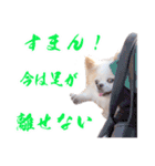 のめしこきチワワ2（個別スタンプ：7）