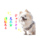 のめしこきチワワ2（個別スタンプ：8）