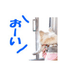 のめしこきチワワ2（個別スタンプ：9）