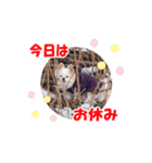 のめしこきチワワ2（個別スタンプ：10）