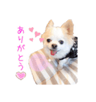 のめしこきチワワ2（個別スタンプ：11）