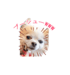 のめしこきチワワ2（個別スタンプ：12）