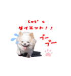 のめしこきチワワ2（個別スタンプ：16）