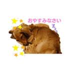 ミニチュアダックスもも（個別スタンプ：1）