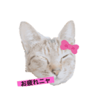 モモたんちゃんスタンプ（個別スタンプ：1）