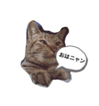 モモたんちゃんスタンプ（個別スタンプ：3）