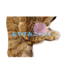 モモたんちゃんスタンプ（個別スタンプ：6）