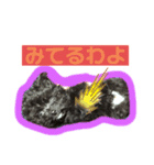 とうしろうスタンプ（個別スタンプ：9）