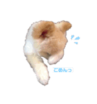 愛犬ららのスタンプ（個別スタンプ：1）