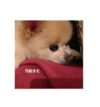 愛犬ららのスタンプ（個別スタンプ：3）