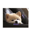 愛犬ららのスタンプ（個別スタンプ：5）