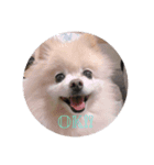 愛犬ららのスタンプ（個別スタンプ：6）