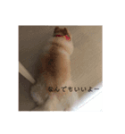 愛犬ららのスタンプ（個別スタンプ：7）