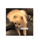 愛犬ららのスタンプ（個別スタンプ：8）