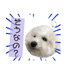 ビションフリーゼソラト（個別スタンプ：7）