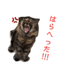 クウもこスタンプ3（個別スタンプ：1）