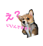 クウもこスタンプ3（個別スタンプ：6）