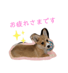 クウもこスタンプ3（個別スタンプ：8）