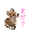 クウもこスタンプ3（個別スタンプ：12）