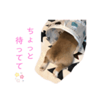 クウもこスタンプ3（個別スタンプ：13）