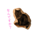 クウもこスタンプ3（個別スタンプ：14）