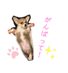 クウもこスタンプ3（個別スタンプ：25）