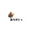 ぼく、むぎ。2（個別スタンプ：13）