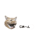 ぼく、むぎ。2（個別スタンプ：14）