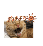 ぼく、むぎ。2（個別スタンプ：16）