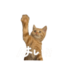 ぼく、むぎ。2（個別スタンプ：17）